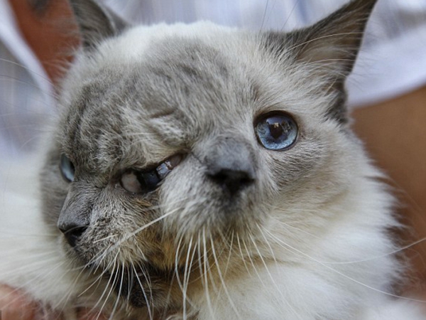 Frankenlouie, Kucing Bermuka Dua Tertua di Dunia Akhirnya Meninggal!