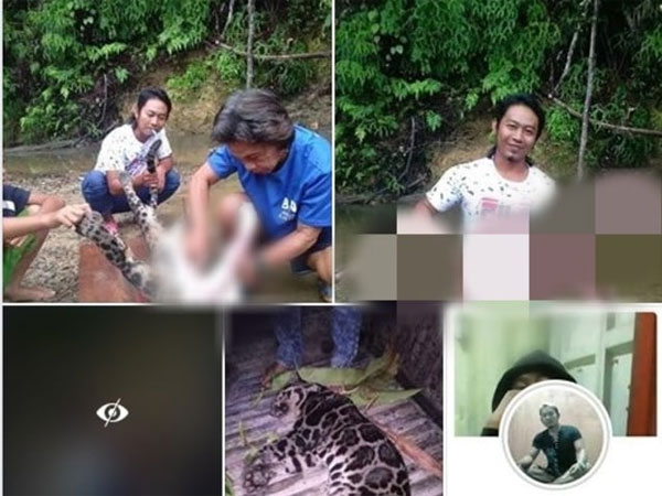 Geger Foto-foto Warga Kuliti Hewan Langka Diduga Macan Dahan yang Sekejap Viral