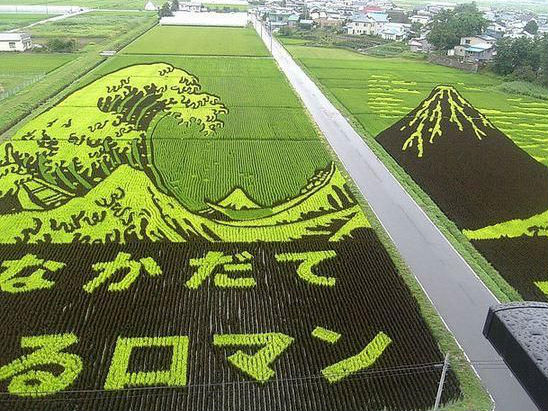 Wah, Warga Jepang Gunakan Sawah Sebagai Kanvas Untuk ‘Melukis’!