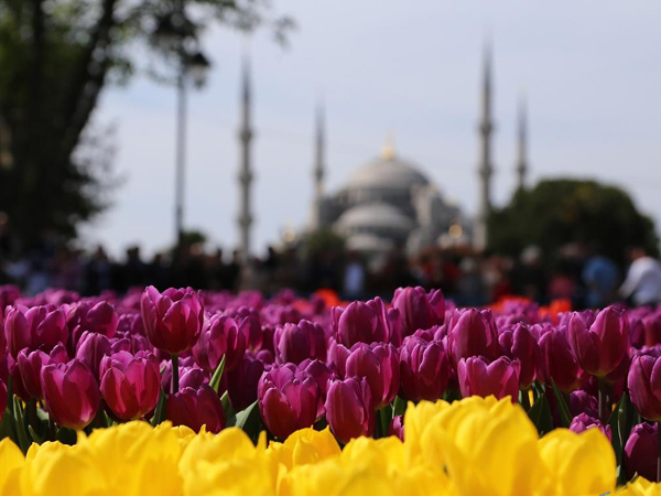 Bukan Belanda, Ternyata Tulip Aslinya Berasal Dari Negeri Kebab Ini!