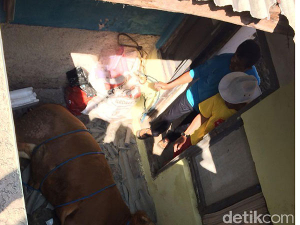 Sapi Ini Disembelih di Dalam Rumah Warga Karena Mengamuk dan Terperosok