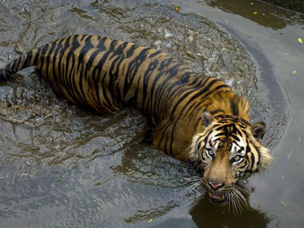 Begini Perilaku Menyimpang dari Harimau Setelah Mangsa Karyawan Kebun Sawit, Inhabituasi