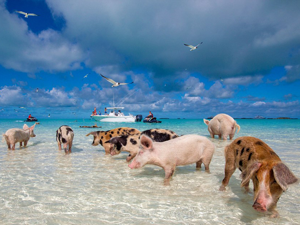 Tak Hanya Lucu, Babi Di Pulau Ini Juga Pintar Berenang!