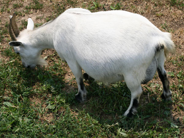 Disebut Biadab, 8 Pria Perkosa Seekor Kambing Hamil Hingga Tewas di India Belum Ditangkap?