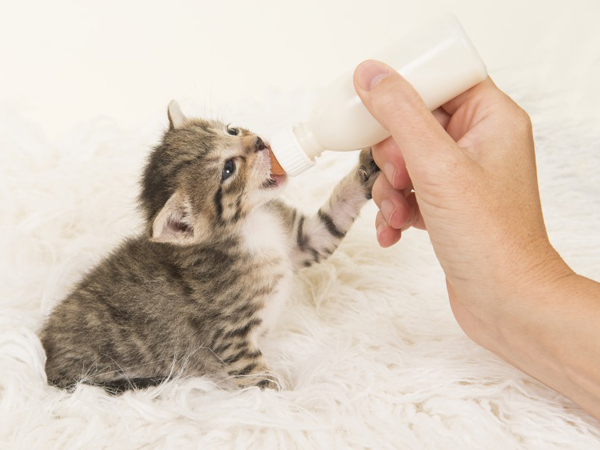 Ini Bahayanya Sering Memberikan Kucing Peliharaan Susu