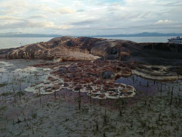 Makhluk Raksasa Misterius Terdampar di Laut Maluku Bikin Heboh, Cumi-Cumi atau Paus?