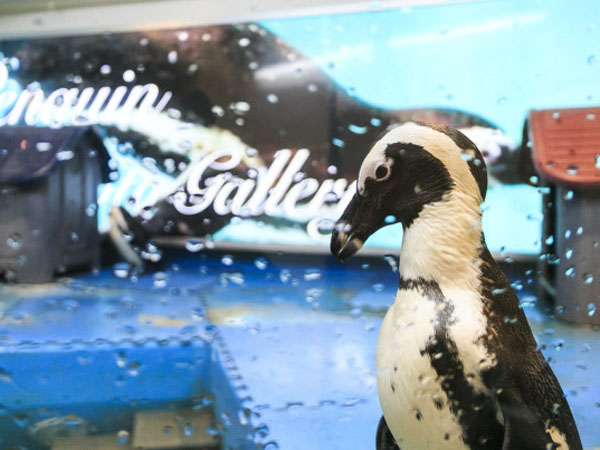 Kurangi Stres Pengunjung, Kini Hadir Bar Bertema Penguin