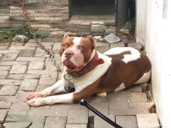 Bocah Di Malang Tewas Diserang Anjing Pitbull, Begini Kronologinya