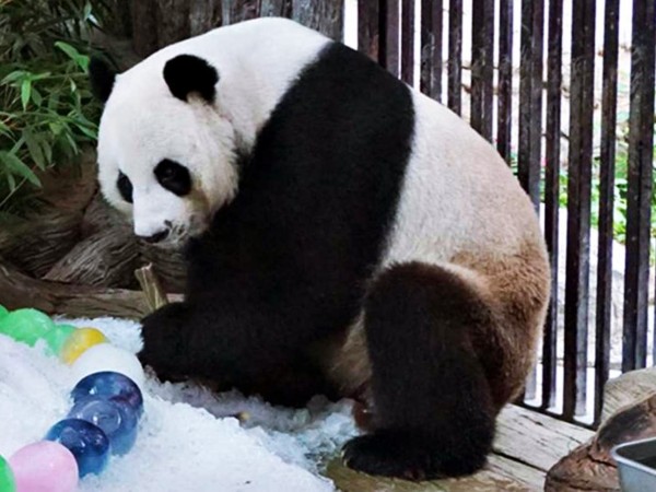 Cina Akan Selidiki Penyebab Kematian Chuang-Chuang 'Giant Panda' di Thailand