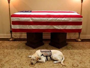 Loyal Sampai Akhir! Anjing Mantan Presiden Bush Senior Ini Setia Menemani hingga Buat Haru Publik