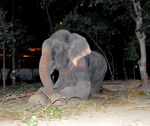 Setelah Disiksa 50 Tahun, Gajah Ini Menangis Saat Diselamatkan