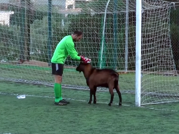 Duh, Pertandingan Sepakbola Ini Terhenti Karena Seekor Kambing!