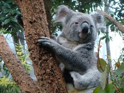 Koala Ini Kenal dengan Jennifer Lopez?