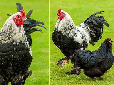 Wow, Makan Popcorn Ayam Ini Tumbuh Lebih Tinggi