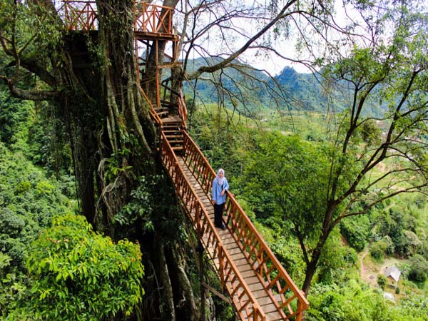 Rumah Pohon Di Bogor Ini Jadi Populer Diantara Para Penggemar Selfie