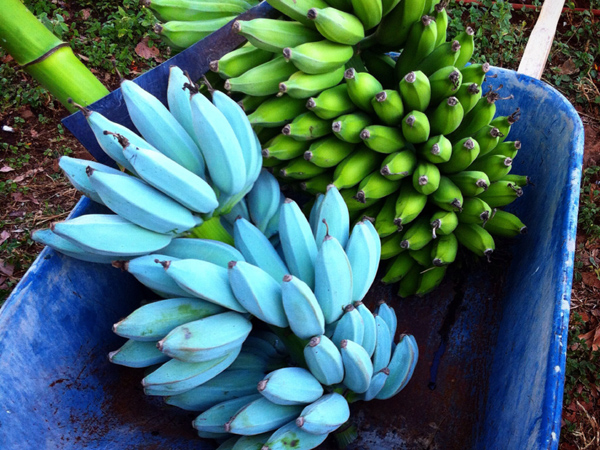 Blue Java Banana, Pisang Unik dari Hawaii yang Miliki Rasa Es Krim Vanila