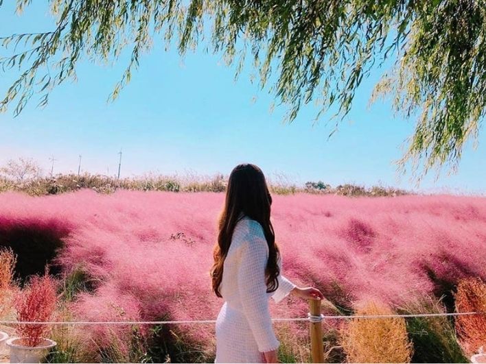 Menikmati Cantiknya Lautan Rumput Pink Muhly di Korea Selatan