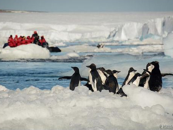 Akrab Dengan Penguin Di Antartika, Berani Mencoba?