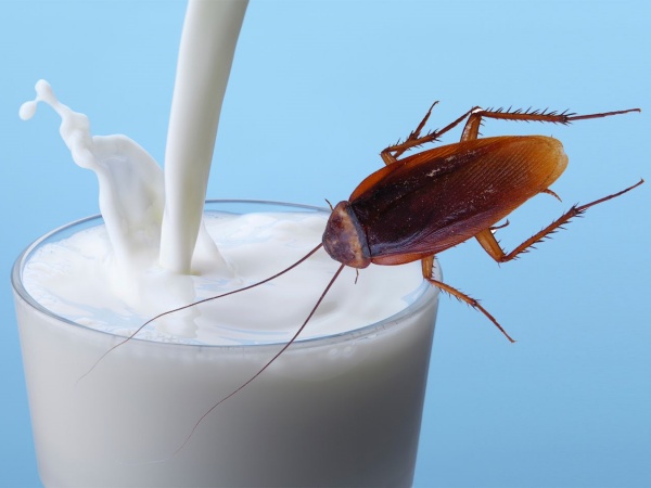 Susu Kecoa Akan Jadi Tren Kesehatan Pengganti Susu Sapi di Tahun 2020, Berani Coba?