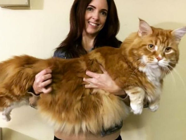 Gemas, Inikah Kucing Pemilik Tubuh Terpanjang di Dunia?