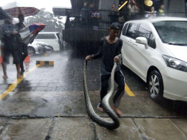 Hujan Deras, Ular Sanca Sepanjang 3 Meter Muncul Dari Banjir Kemang Raya