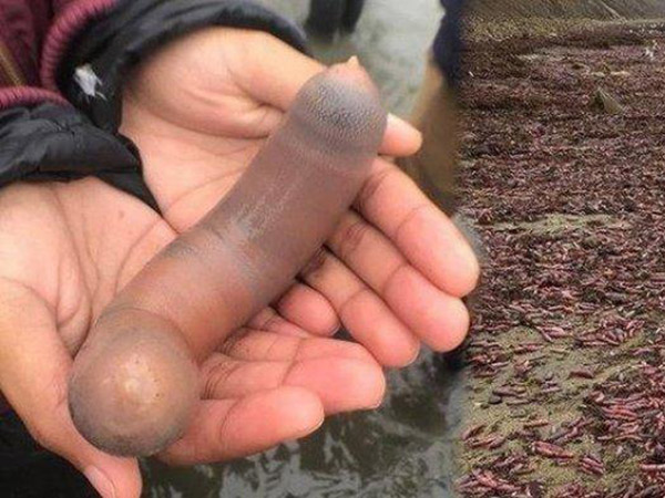 Viral Ribuan Ikan Penis Terdampar, Ini Dia Asal Usulnya