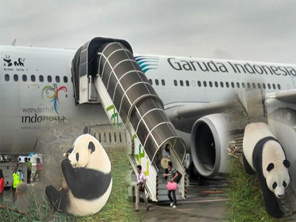 Bawa Sepasang Panda Raksasa, Garuda Indonesia Beri Kejutan untuk Penumpang China-Jakarta