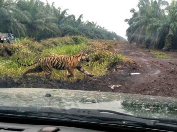 Ini Penampakan Terbaru Harimau Pemakan Karyawan Kebun Sawit yang Diberitakan Berperilaku Menyimpang