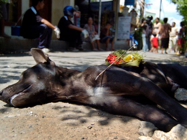 Banyak Anjing Dibantai, Warga Asing Ancam Tak Akan Kunjungi Bali