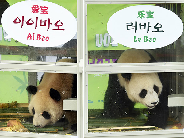 Untuk Penelitian dan Tanda Persahabatan, Cina Hadiahi Korea Selatan Sepasang Panda