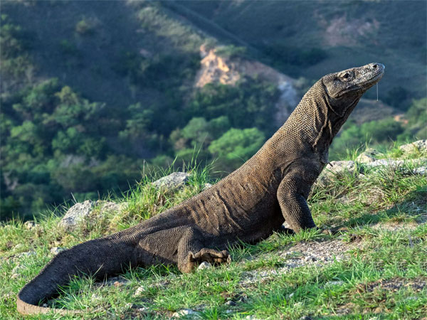 Fakta Mengejutkan Terungkap Soal Komodo Punya Keunikan Baju Zirah Di Balik Kulitnya!