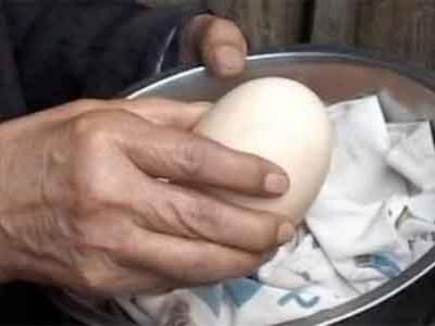 Ayam di China Hasilkan Telur Raksasa