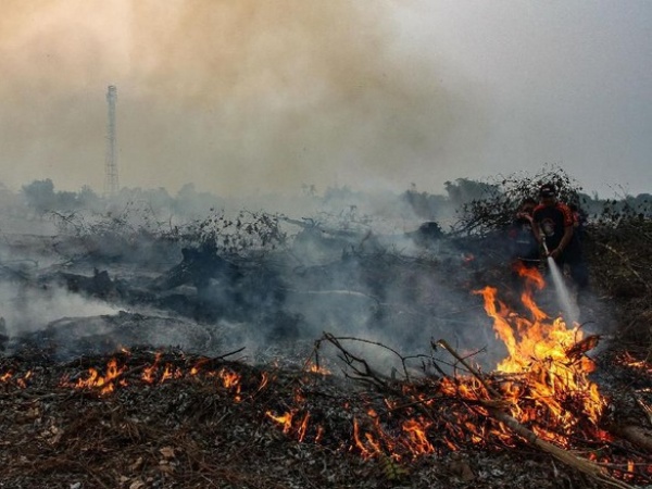 Fakta Baru Kebakaran Hutan dan Lahan, Kemenko Perekonomian: Bukan Untuk Lahan Sawit