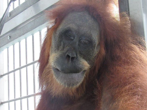 Kondisi Terkini Orangutan Hope yang Kritis Usai Ditembak 74 Peluru