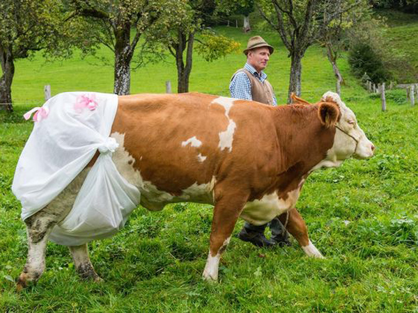 Dilarang Buang Kotoran Sembarangan, Sapi di Eropa Terpaksa Pakai Popok!