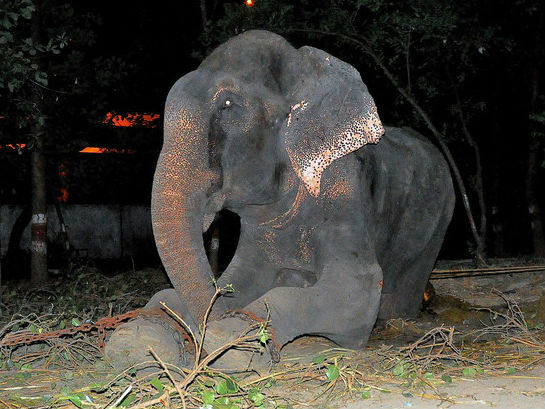 Raju, Gajah yang Disiksa 50 Tahun, Kini Telah Memiliki Kekasih!