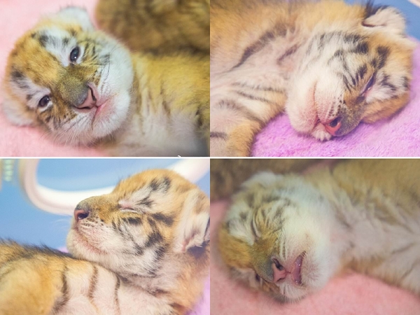 Kelahiran Empat Ekor Bayi Harimau Emas, Hewan Langka di Dunia