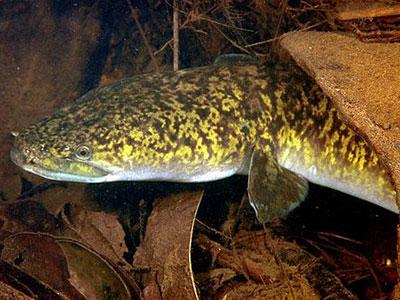 Wow, Ikan Mirip Ular Ditemukan di Bangka