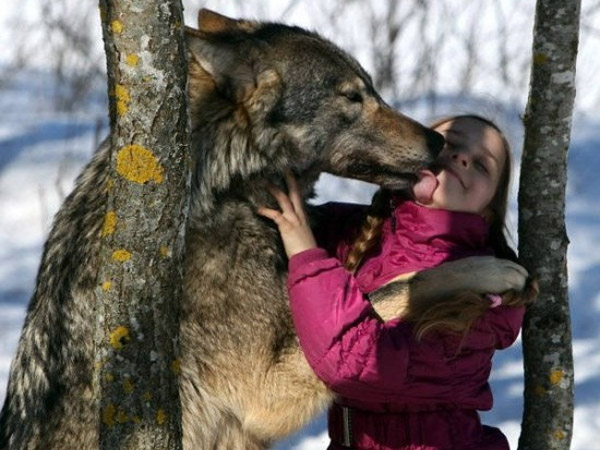 Wow, Gadis Berusia 10 Tahun Ini Pelihara Keluarga Serigala!