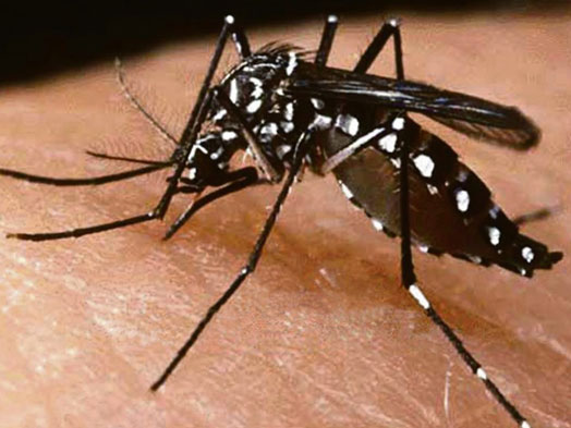 Unik, Ketahui Alasan Apa Pentingnya Hari Peringatan Nyamuk Sedunia 20 Agustus