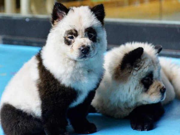 Cafe di Tiongkok Tuai Kritikan Setelah Modifikasi Anjing yang Menyerupai Panda