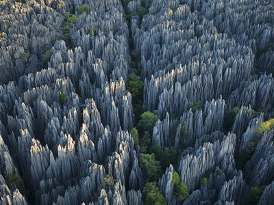 Inilah Hutan Batu Terluas di Dunia
