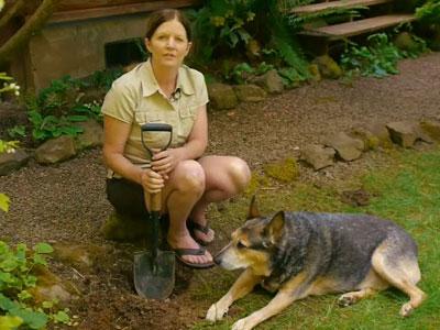 Pemilik Kena Denda Karena Bulu Anjing Kotori Taman