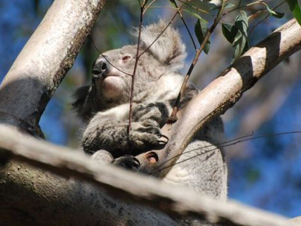 Di Ambang Kepunahan, Koala- Koala Kini Dipasangi GPS