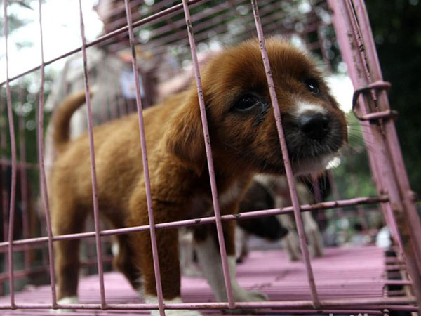 Jangan Termakan Hoax, Ketahui Hal Terkait Rencana Jakarta Razia Anjing dan Kucing