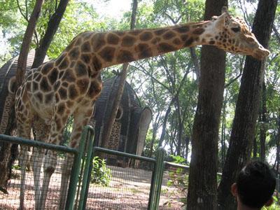 Wow, Kedepan Binatang Ragunan Dapat Libur Tiap Senin