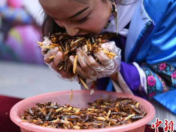 Hiii.. Para Turis Nekat Makan Serangga Demi Emas Batangan!