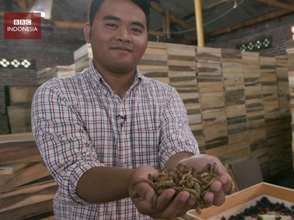 Inovasi Baru, Minyak Goreng Dari Ulat Buatan Mahasiswa Indonesia Dilirik Pasar Eropa!