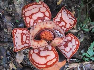 Wow, Raflesia Merah Putih Ditemukan di Riau