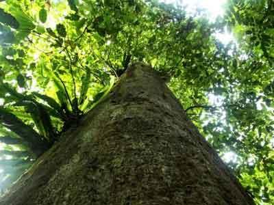 Pohon Terbesar Didunia Ada di Indonesia